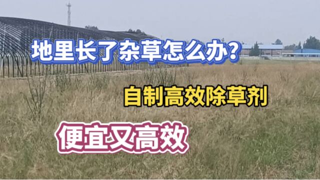 农民的福音,自制高效除草剂,再也不用担心地里长杂草,赶紧收藏