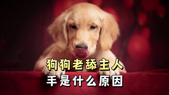 狗狗老舔主人的手是什么原因