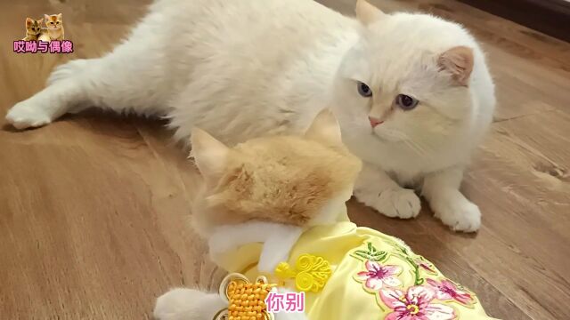 最帅气的小公猫穿上新衣服专哈最帅气的大公猫,大公猫:欠揍了吗