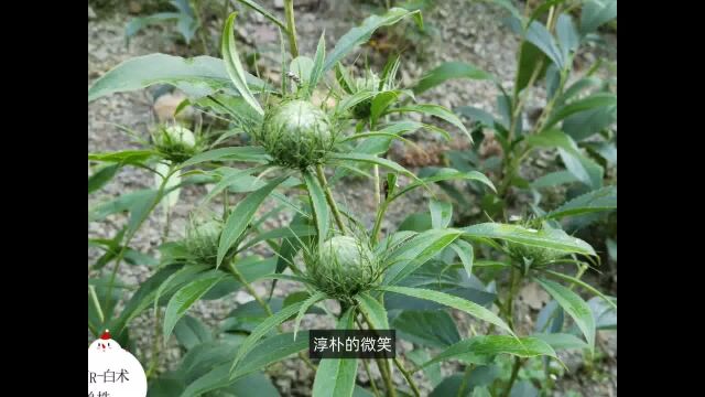 村民王兴权,种植药材200多亩,年纯收入超百万