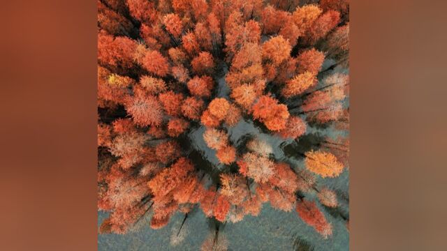 高空俯瞰中山这片“童话世界”,落羽杉迎来最美季节