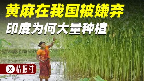 黄麻在我国被嫌弃,印度为何大量种植?_高清1080P在线观看平台_腾讯视频