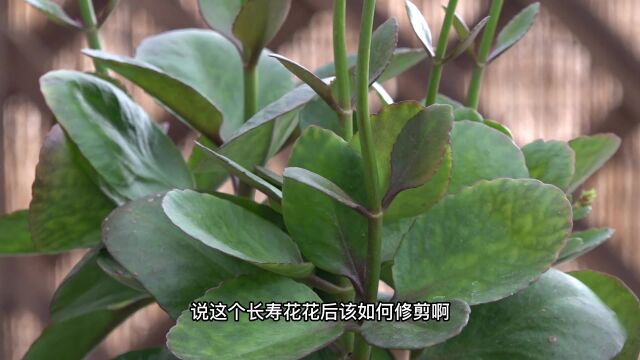 高手的长寿花花后修剪,一定是这样选择的