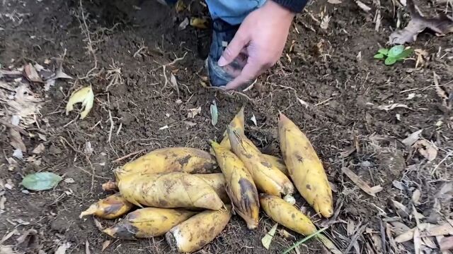 进山挖冬笋,刚到竹林就发现了笋窝,这样挖冬笋太过瘾了