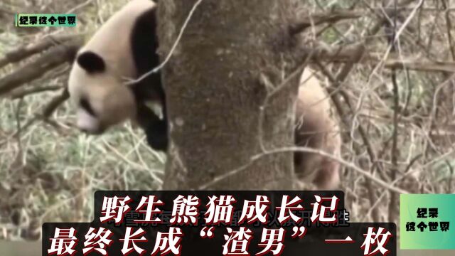 野生熊猫成长记,最终长成“渣男”一枚