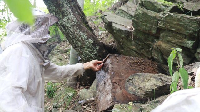 城步:深山蜂蜜原生态 “甜蜜事业”有奔头