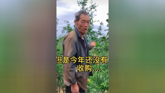 石榴卖惨带货全摆拍,你还相信网红主播吗?