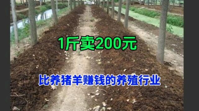 养殖好项目,1斤200元,比养猪养牛赚钱,比养鸡鸭省事,分享