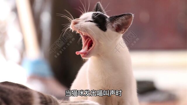 猫咪喵叫声的秘密语言,你听懂了吗?