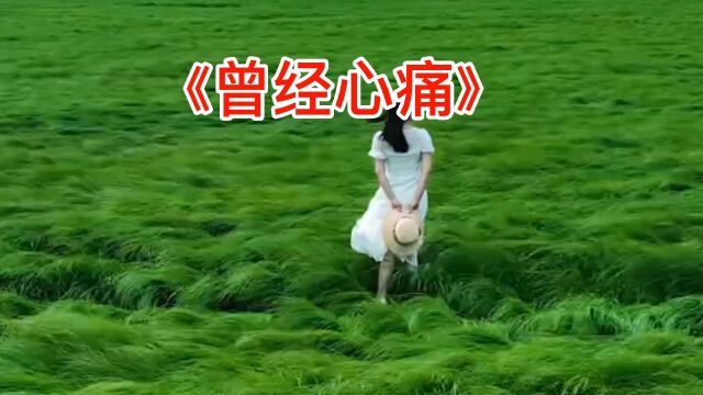 曾经心痛#经典老歌 #伤感情歌 #风景