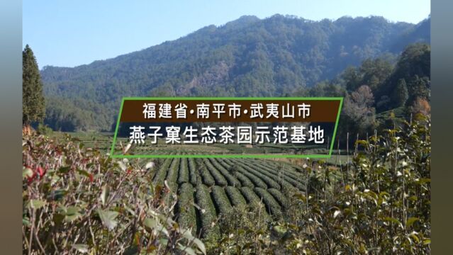 武夷山燕子窠生态茶园示范基地