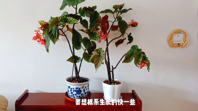 竹节海棠如何才能花团锦簇,枝繁叶茂,水培和土培哪种愿意成活