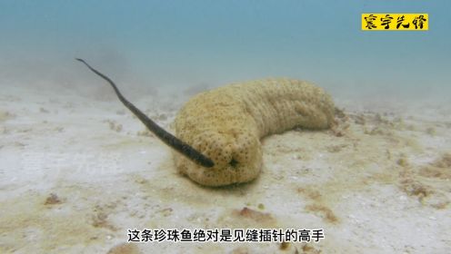 珍珠鱼：海洋中的肛肠科专家#大自然#动物