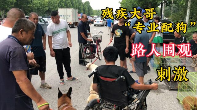 残疾大哥“专业配狗”惹来路人围观,第一次看狗片,太刺激