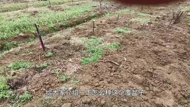 掌叶覆盆子果苗移栽种植基础介绍