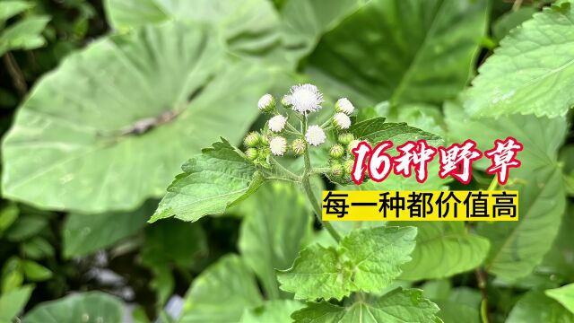 实拍路边16种野植,每一种的价值与意义都不寻常,特别是毛牵牛