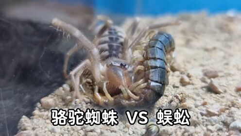 骆驼蜘蛛VS蜈蚣，王牌猎人对战最毒刺客