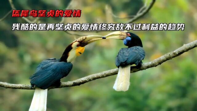 为什么盔犀鸟会将自己,囚禁在树洞里长达5个月之久呢? #动物科普 #盔犀鸟 #野生动物 #保护动物 #鸟类