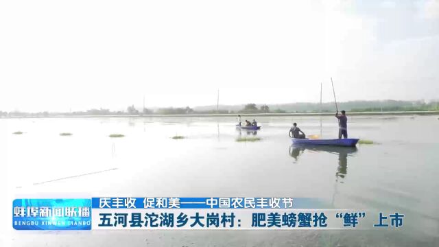 庆丰收 促和美——中国农民丰收节 五河县沱湖乡大岗村:肥美螃蟹抢“鲜”上市