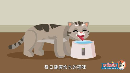 猫喝水少会丧命？3招教你判断猫是否缺水！
