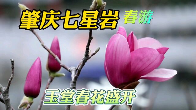 春日赏花:肇庆七星岩玉堂春花盛开,又名紫玉兰,水月东堤观赏