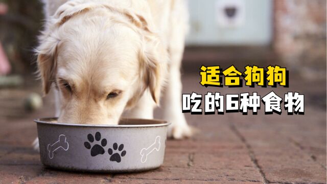 给狗狗吃这6种食物,对它身体好!