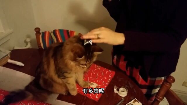 被ZC的俄罗斯国猫,当世第一忠义猫西伯利亚森林猫了解一下