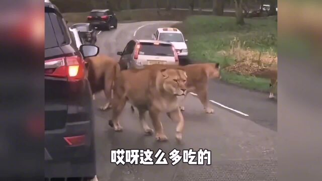 猪:身价上来小宝贝,猪肉降价了,你又变心了!