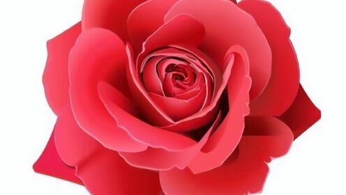 杨万里的诗《红玫瑰》生动地刻画出玫瑰花的姿态花色及丰韵神采