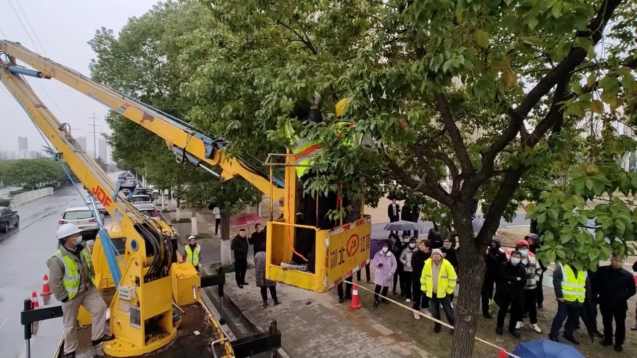 给大树“理发”，武汉首次举办行道树樟树修剪培训_腾讯视频