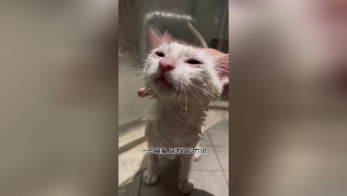 小猫咪洗澡真的太乖了～有人想看可鲁可鸭洗澡吗～