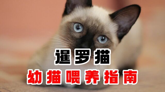 暹罗猫幼猫喂养指南,一个视频讲清楚