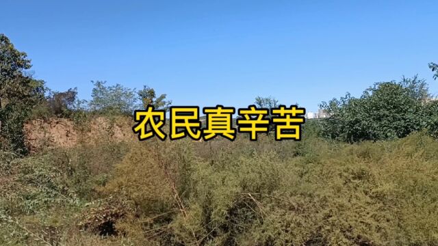 山地种植改造太困难了该种植些什么作物比较好呢?