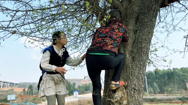 婆婆想吃棠梨花,就自己上树去摘,儿媳做法让人称赞