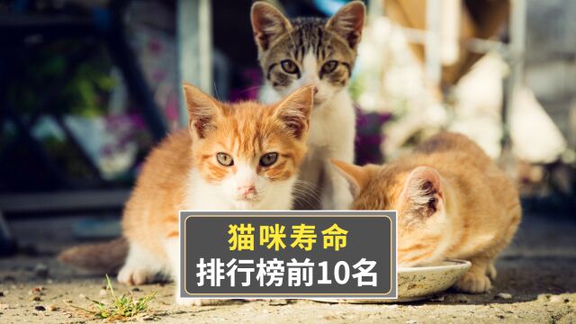 寿命最长的10种猫,每只都是“长寿喵”!