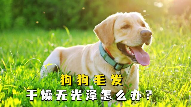 狗狗毛发干燥无光泽怎么办?这4点,主人要做好