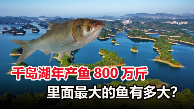 千岛湖水深117米,每年产鱼800万斤,湖里最大的鱼有多大?