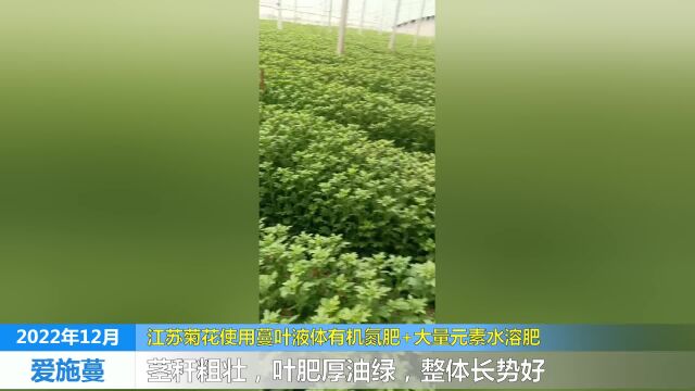 水溶肥江苏菊花使用爱施蔓蔓叶液体有机氮肥+大量元素水溶肥后叶片肥厚,长势旺盛