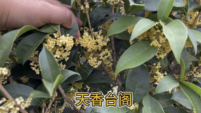 天香台阁——桂花界的“天花板”,花期200多天,有庭院的别错过