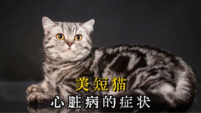 美短猫患上心脏病会有哪些表现呢?速看!