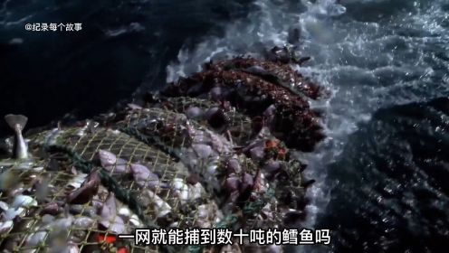 渔船捕捞鳕鱼一网就捕到几十吨，出海半个月收获几百吨价值上千万