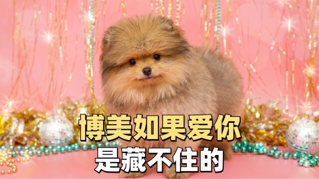 博美犬爱你有这几种表现!你都知道吗?