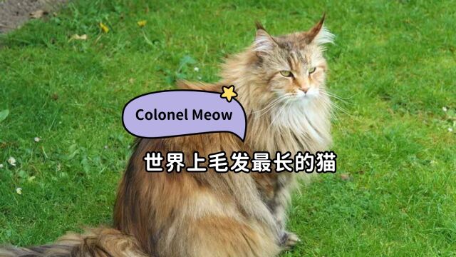 世界上毛发最长的猫,Colonel Meow