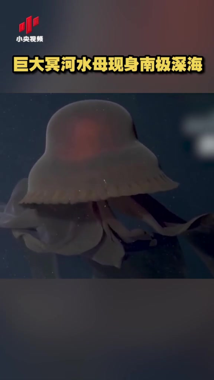 巨大冥河水母现身南极深海