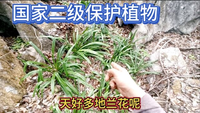 这可是国家二级保护植物,挖一株会坐牢