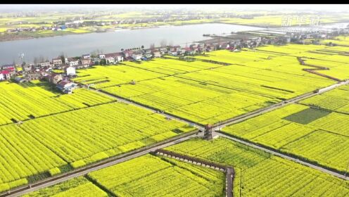 湖南：油菜花里的致富密码