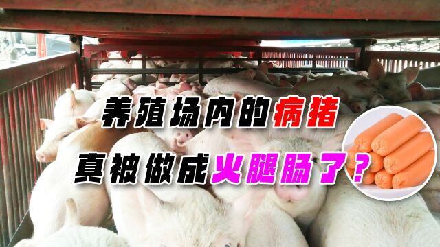 火腿肠真是“病猪”做的吗?养殖场内的病猪,是怎么处理的?