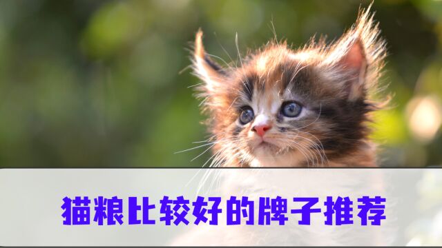 猫咪吃什么猫粮比较好?