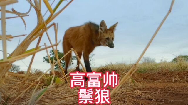 高大帅气的鬃狼