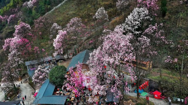 九皇山花溪景:航拍辛夷花海,巧遇羌族婚礼